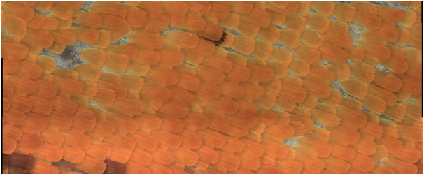 Digital Microscope