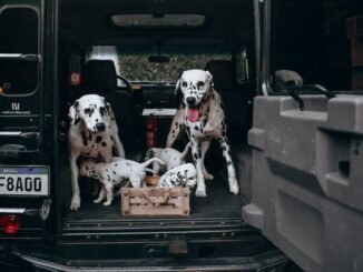 Explore the importance of secure animal transport and how to prepare your vehicle to safely transport your beloved pets.