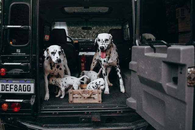 Explore the importance of secure animal transport and how to prepare your vehicle to safely transport your beloved pets.