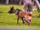 Is your Dog Bite Injury Claim legitimate? Learn how Texas laws and insurance policies impact your compensation options.