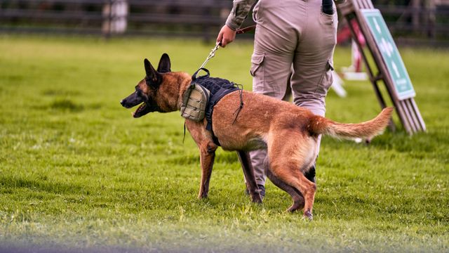 Is your Dog Bite Injury Claim legitimate? Learn how Texas laws and insurance policies impact your compensation options.