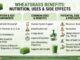 wheat grass